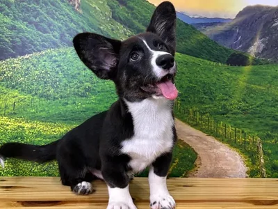 Male Cardigan Welsh Corgi Puppy for Sale in Lee's Summit, MO