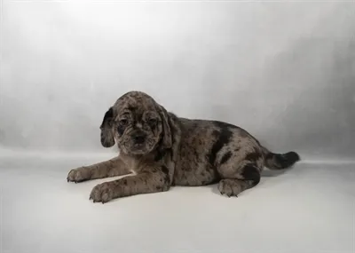 Male Puggle puppy for sale at Summit Zoo.
