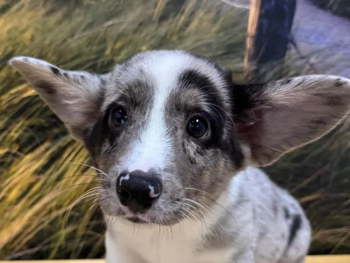 Male Cardigan Welsh Corgi Puppy for Sale in Lee's Summit, MO