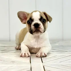 Female French Bulldog puppy named West for sale at Summit Zoo.