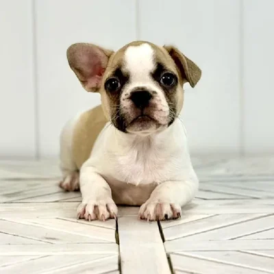 Female French Bulldog puppy named West for sale at Summit Zoo.