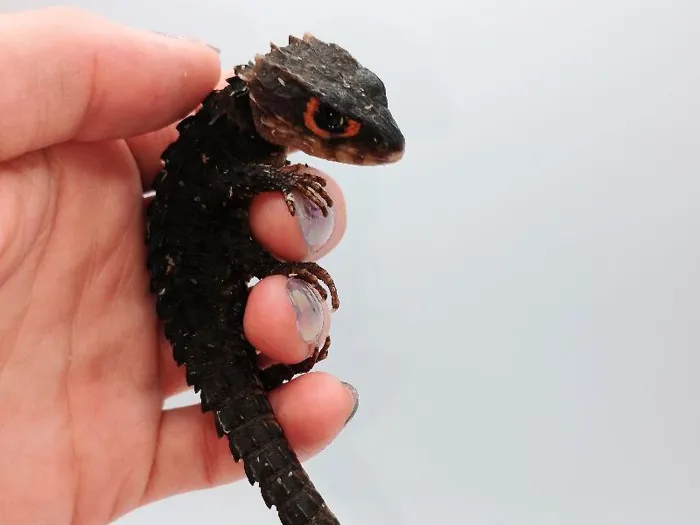 Unknown Red Eye Crocodile Skink Reptile for Sale in Lee's Summit, MO