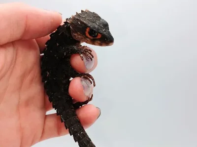 Unknown Red Eye Crocodile Skink Reptile for Sale in Lee's Summit, MO