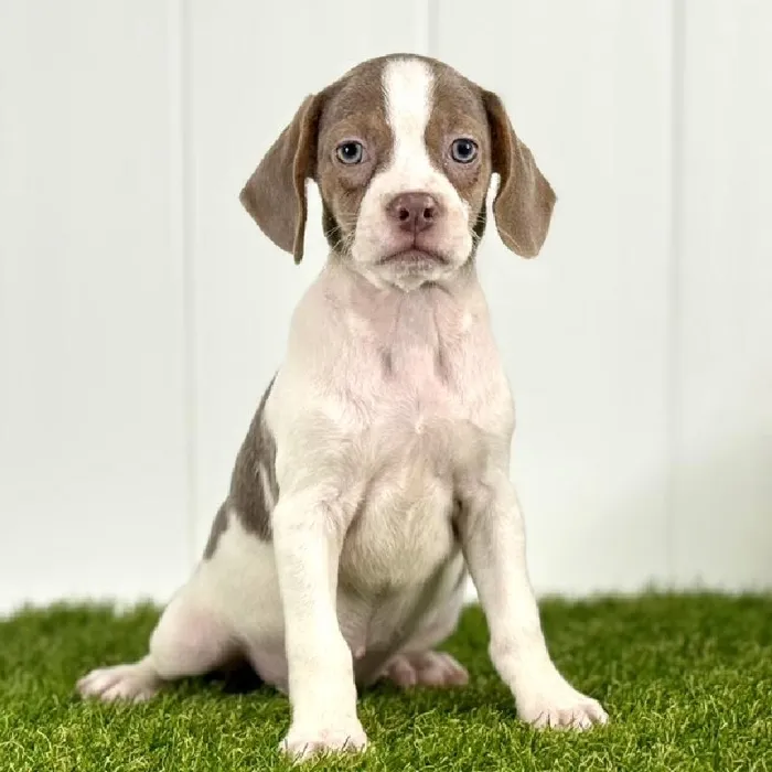 Female Boggle Puppy for Sale in Lee's Summit, MO