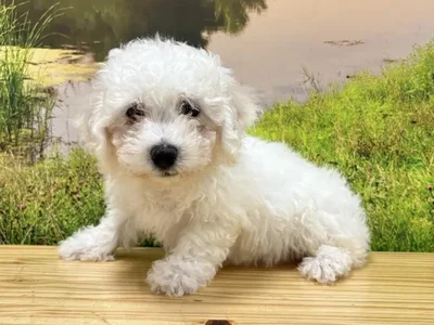 Male Bichon Puppy for Sale in Lee's Summit, MO