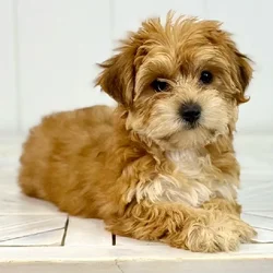 Female Yochon puppy named North for sale at Summit Zoo.