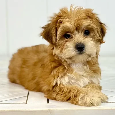 Female Yochon puppy named North for sale at Summit Zoo.