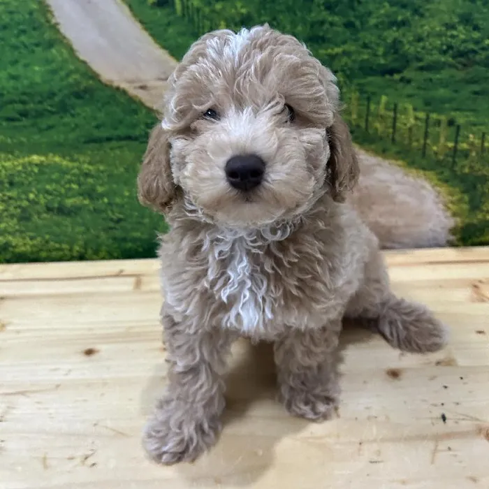 Male Bichon-Poodle Puppy for Sale in Lee's Summit, MO