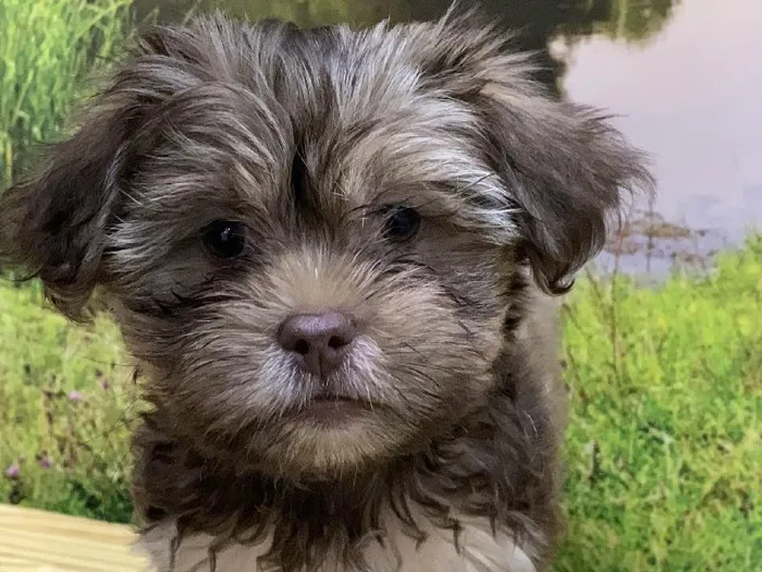 Female Shorkie Puppy for Sale in Lee's Summit, MO
