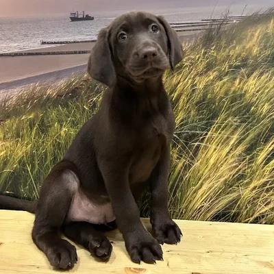 Male Labrador Retriever Puppy for Sale in Lee's Summit, MO