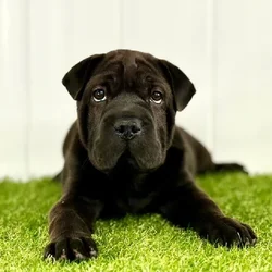 car_main_img_/media/ap_media/pets/NLMWDKMJKNQR34619.webp.250x250_q85.webp