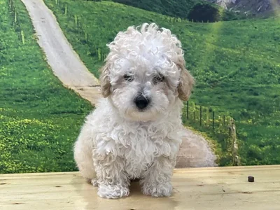 Male Poodle Puppy for Sale in Lee's Summit, MO