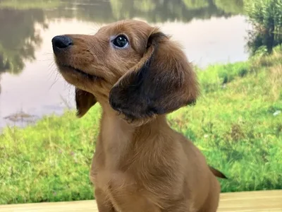 Male Dachshund Puppy for Sale in Lee's Summit, MO