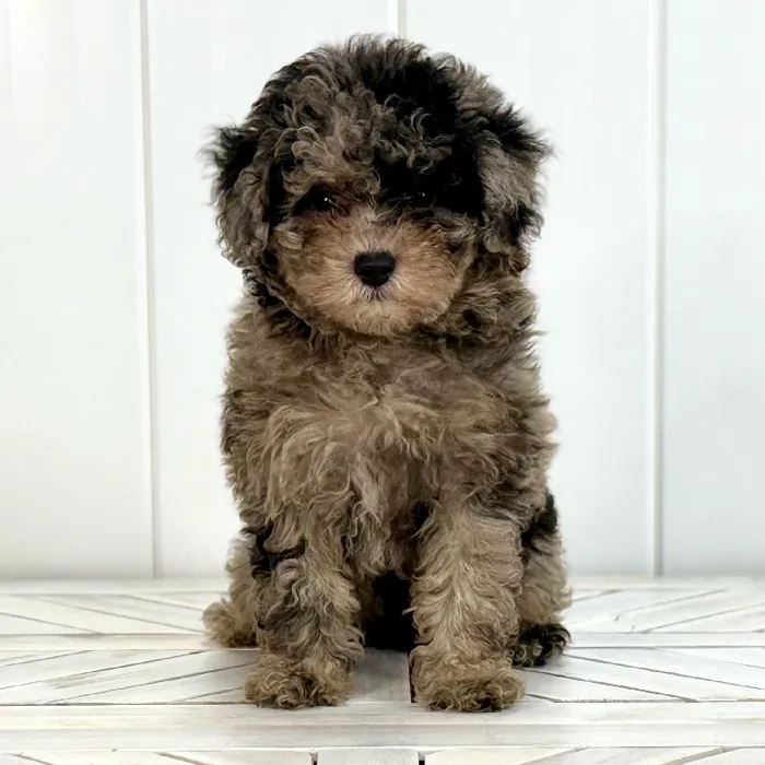 Female Poodle Toy puppy named Jill for sale at Summit Zoo.