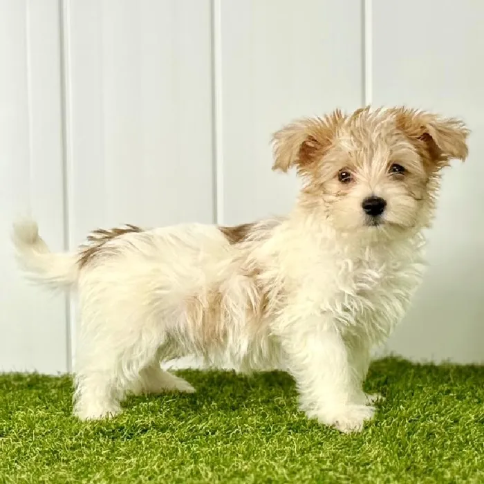 Male Morkie Puppy for Sale in Lee's Summit, MO