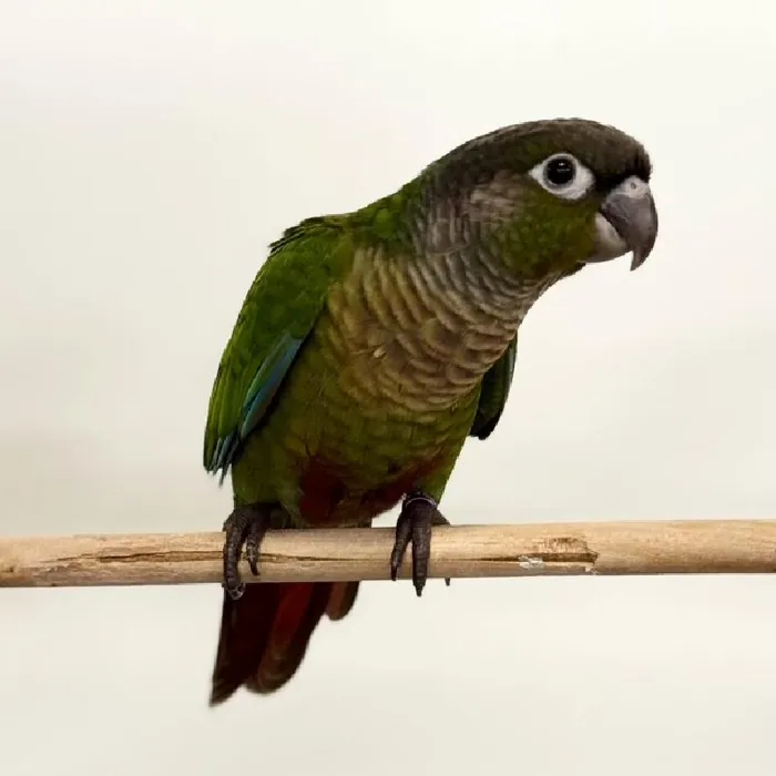 Unknown Green Cheek Conure bird for sale at Summit Zoo.