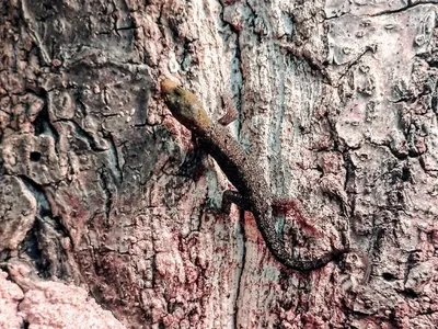 Unknown Yellow Headed Dwarf Gecko Reptile for Sale in Lee's Summit, MO