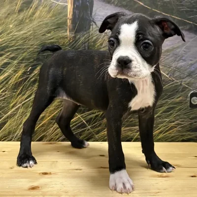 Female Boston Terrier Puppy for Sale in Lee's Summit, MO