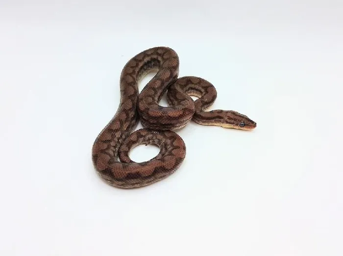 Unknown Baby Colombian Rainbow Reptile for Sale in Lee's Summit, MO