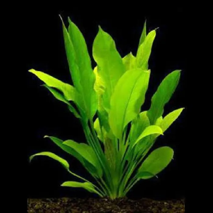 Unknown Sword freshwater plant for sale at Summit Zoo.