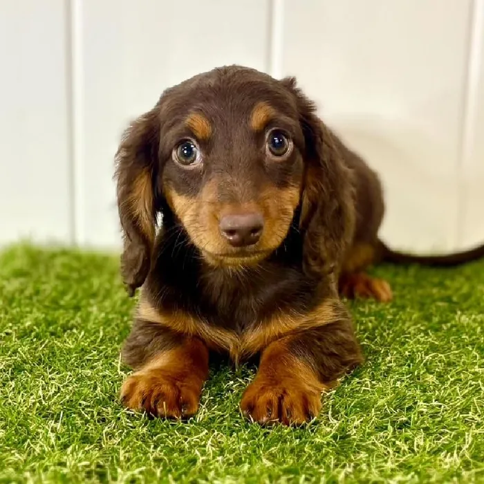 Female Dachshund Puppy for Sale in Lee's Summit, MO