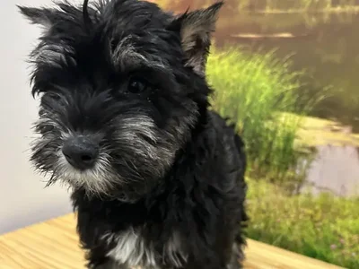 Male Mini Schnauzer Puppy for Sale in Lee's Summit, MO
