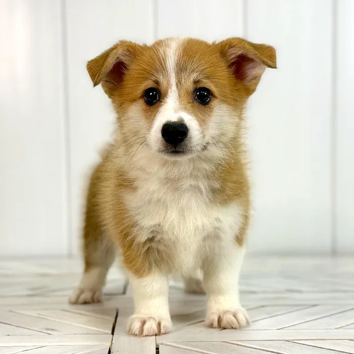 Female Pembroke Welsh Corgi puppy named Athena for sale at Summit Zoo.