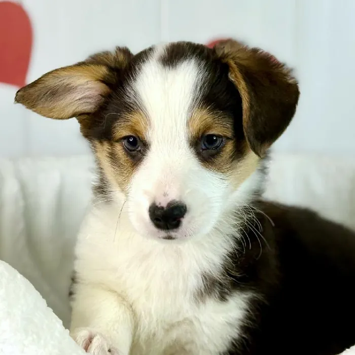Male Pembroke Welsh Corgi Puppy for Sale in Lee's Summit, MO