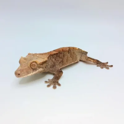 Unknown Cappuccino Crested Gecko Reptile for Sale in Lee's Summit, MO