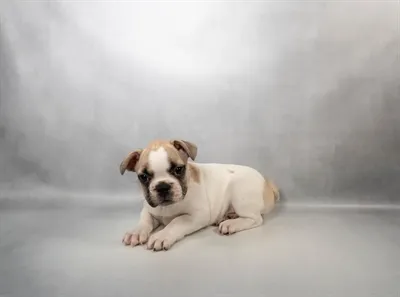 Female French Bulldog puppy named West for sale at Summit Zoo.
