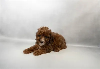 Male Hybrid puppy named Spruce for sale at Summit Zoo.
