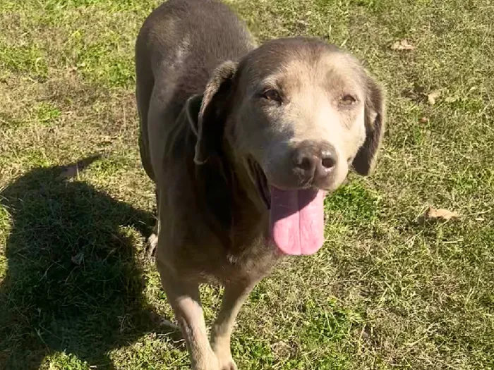 Female Labrador Retriever Adoption Adoption Dog for Sale in Lee's Summit, MO