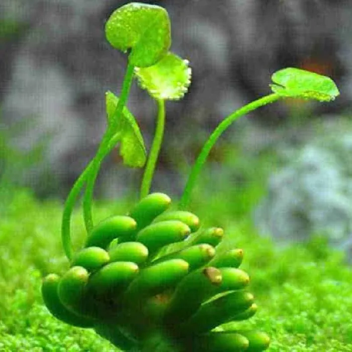 Unknown Banana Plant freshwater plant for sale at Summit Zoo.