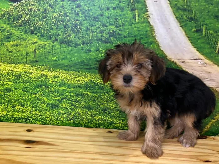 Female Yorkie Puppy for Sale in Lee's Summit, MO