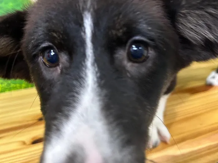 Male Cardigan Welsh Corgi Puppy for Sale in Lee's Summit, MO