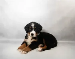 car_main_img_/media/ap_media/pets/OIJGNYHYHCHN34480.webp.250x250_q85.webp