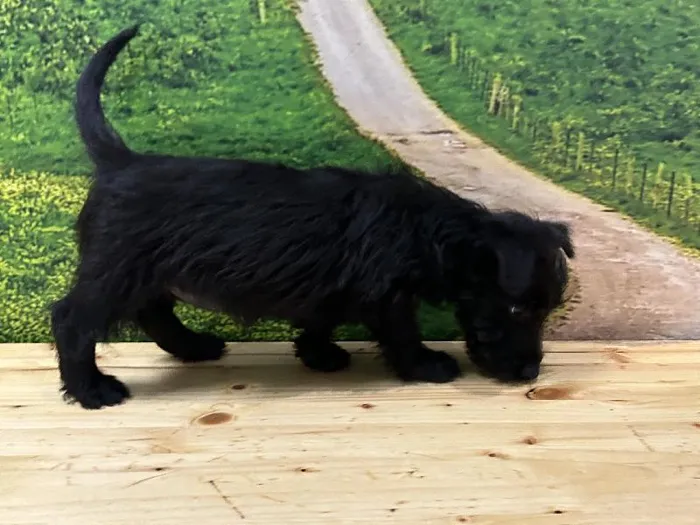 Female Scottish Terrier Puppy for Sale in Lee's Summit, MO