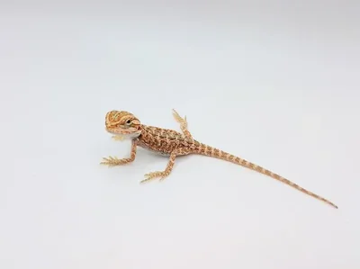 Unknown Hypo Citrus Bearded Dragon Reptile for Sale in Lee's Summit, MO