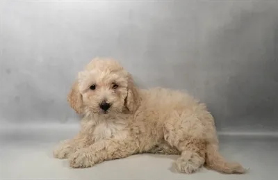 Female Bichon-Poodle puppy named Trixie for sale at Summit Zoo.
