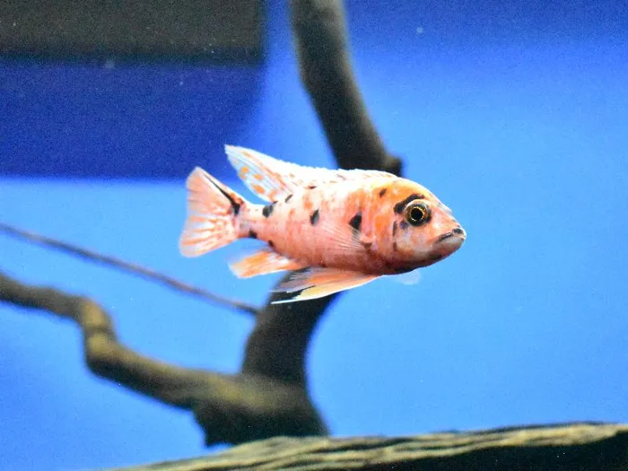 Unknown African Cichlid Freshwater Fish for Sale in Lee's Summit, MO