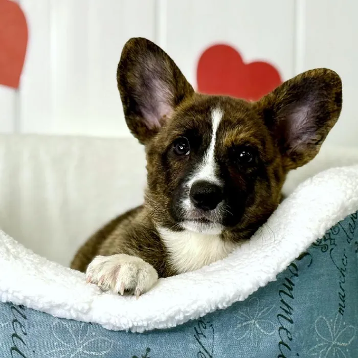 Male Cardigan Welsh Corgi Puppy for Sale in Lee's Summit, MO