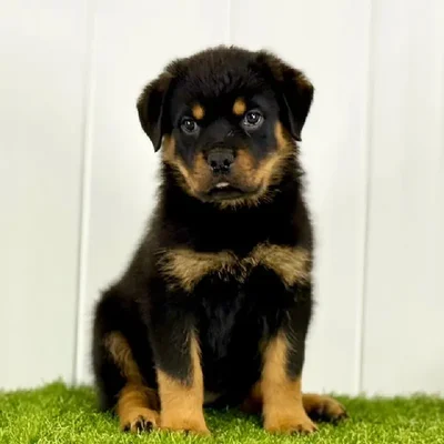 Female Rottweiler Puppy for Sale in Lee's Summit, MO