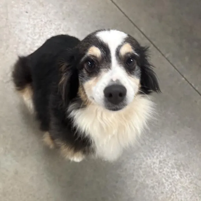 Female Mini Australian Shepherd (Adoption) Adoption Dog for Sale in Lee's Summit, MO