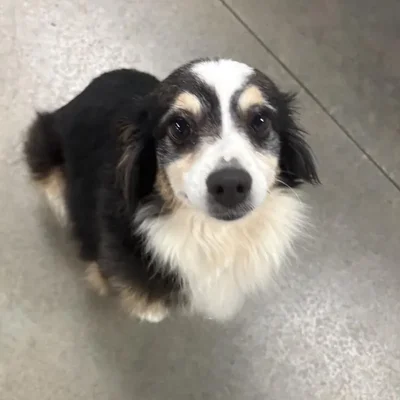 Female Mini Australian Shepherd (Adoption) Adoption Dog for Sale in Lee's Summit, MO