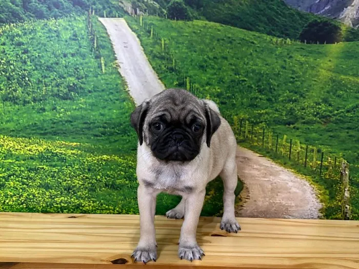 Female Pug Puppy for Sale in Lee's Summit, MO
