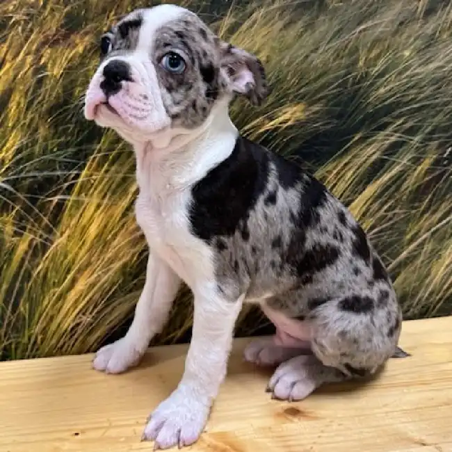 Male Boston Terrier Puppy for Sale in Lee's Summit, MO