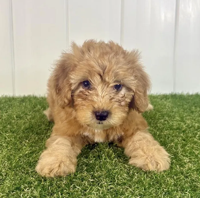 Female Mini Whoodle Puppy for Sale in Lee's Summit, MO