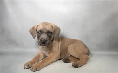 Male Cane Corso puppy named Buster for sale at Summit Zoo.