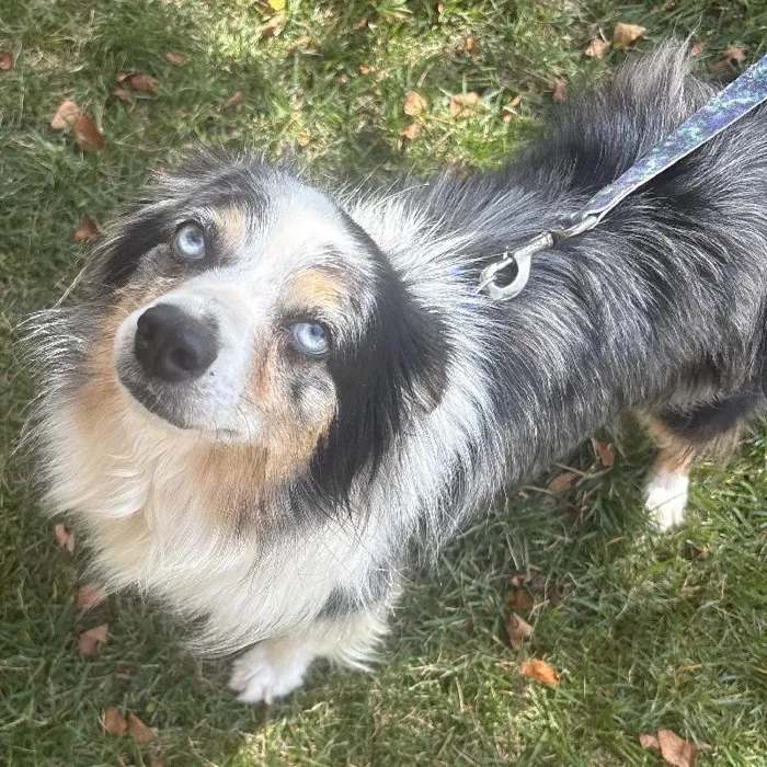 Female Mini Australian Shepherd (Adoption) adoption dog named Roxy for sale at Summit Zoo.