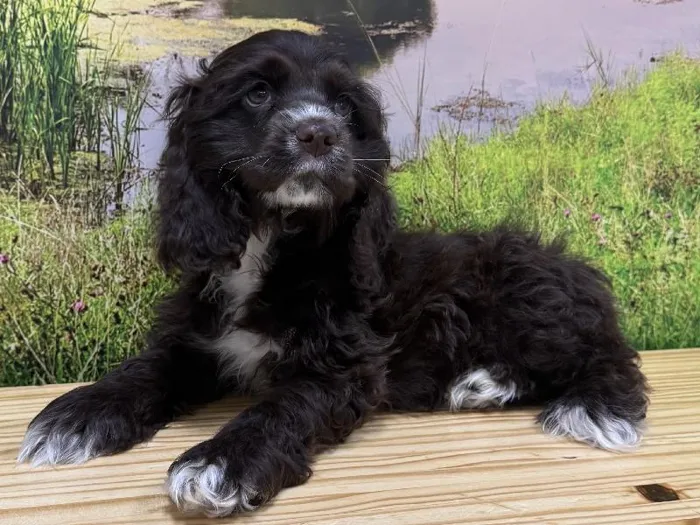 Male Cocker Spaniel Puppy for Sale in Lee's Summit, MO